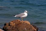 Gull, Dubrovnik, Croatia